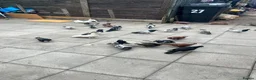 Cockatiels birds for sale: Pigeon bird - Advert 1