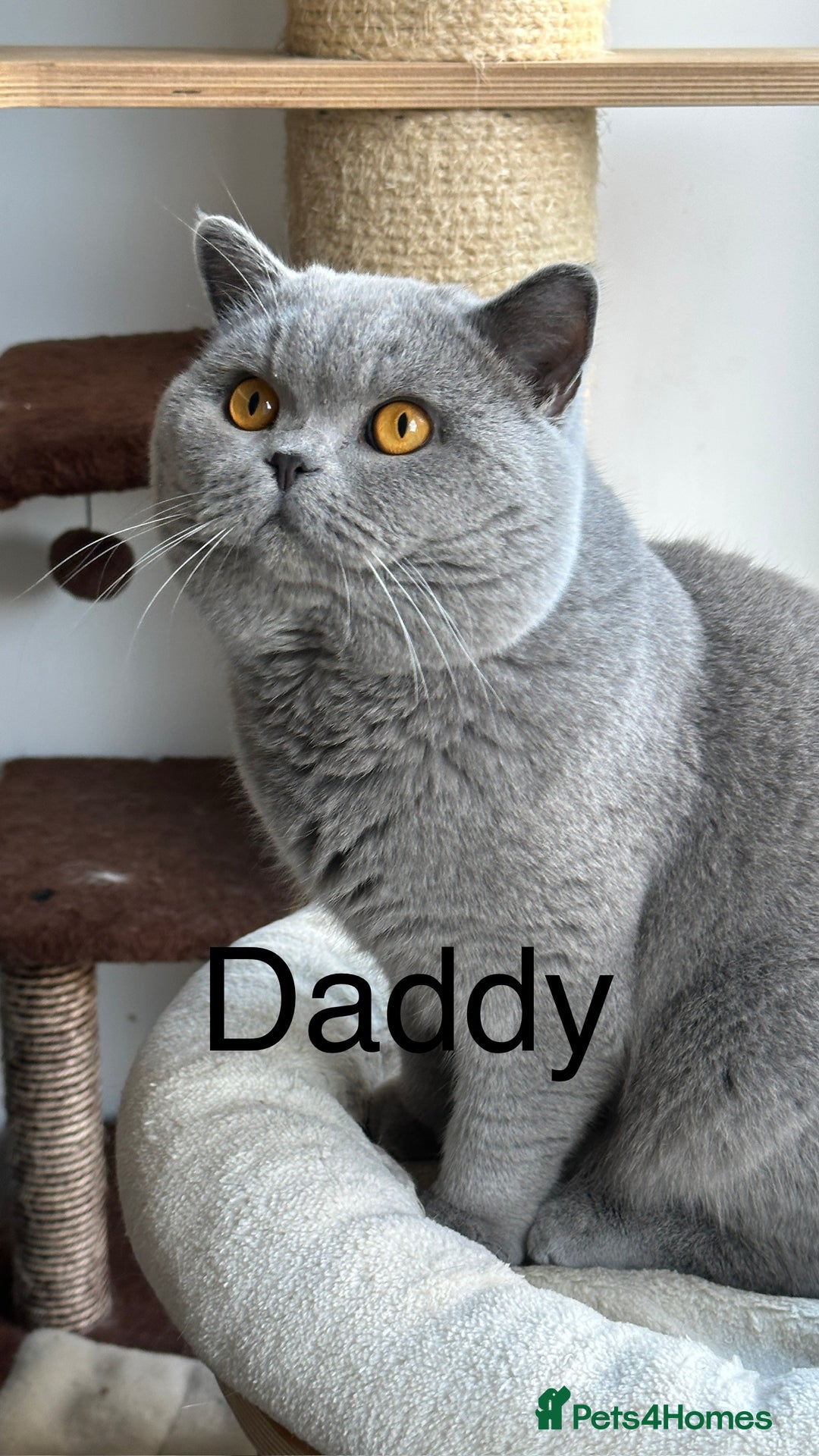 British Shorthair cats for sale: BSH BICOLOR KITTENS FROM 🏆CHAMPIONS LINE🏆 - Image 9