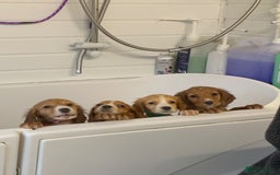 Cocker Spaniel dogs for sale: Health tested cocker spaniels  - Image 1