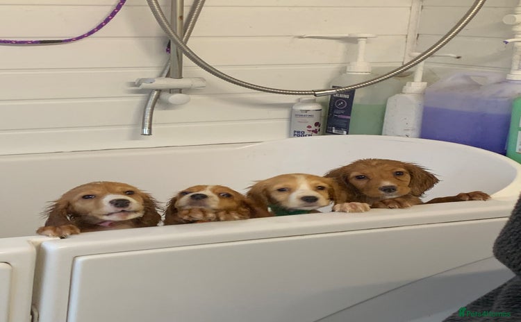 Cocker Spaniel dogs - Advert 1