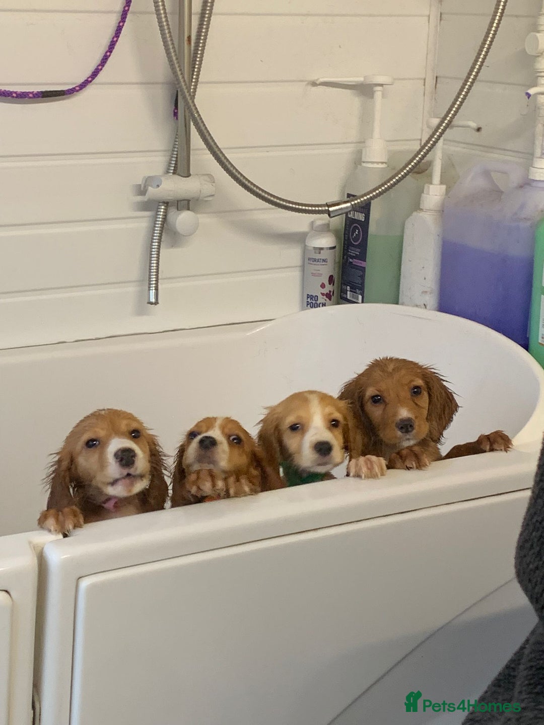 Cocker Spaniel dogs for sale: Health tested cocker spaniels  - Image 1