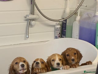 Cocker Spaniel dogs - Advert 27