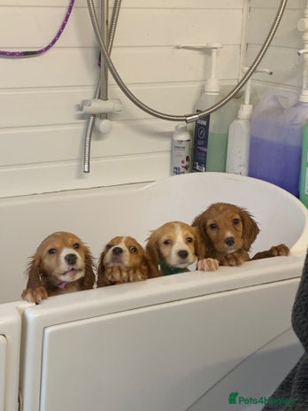 Cocker Spaniel dogs - Advert 4