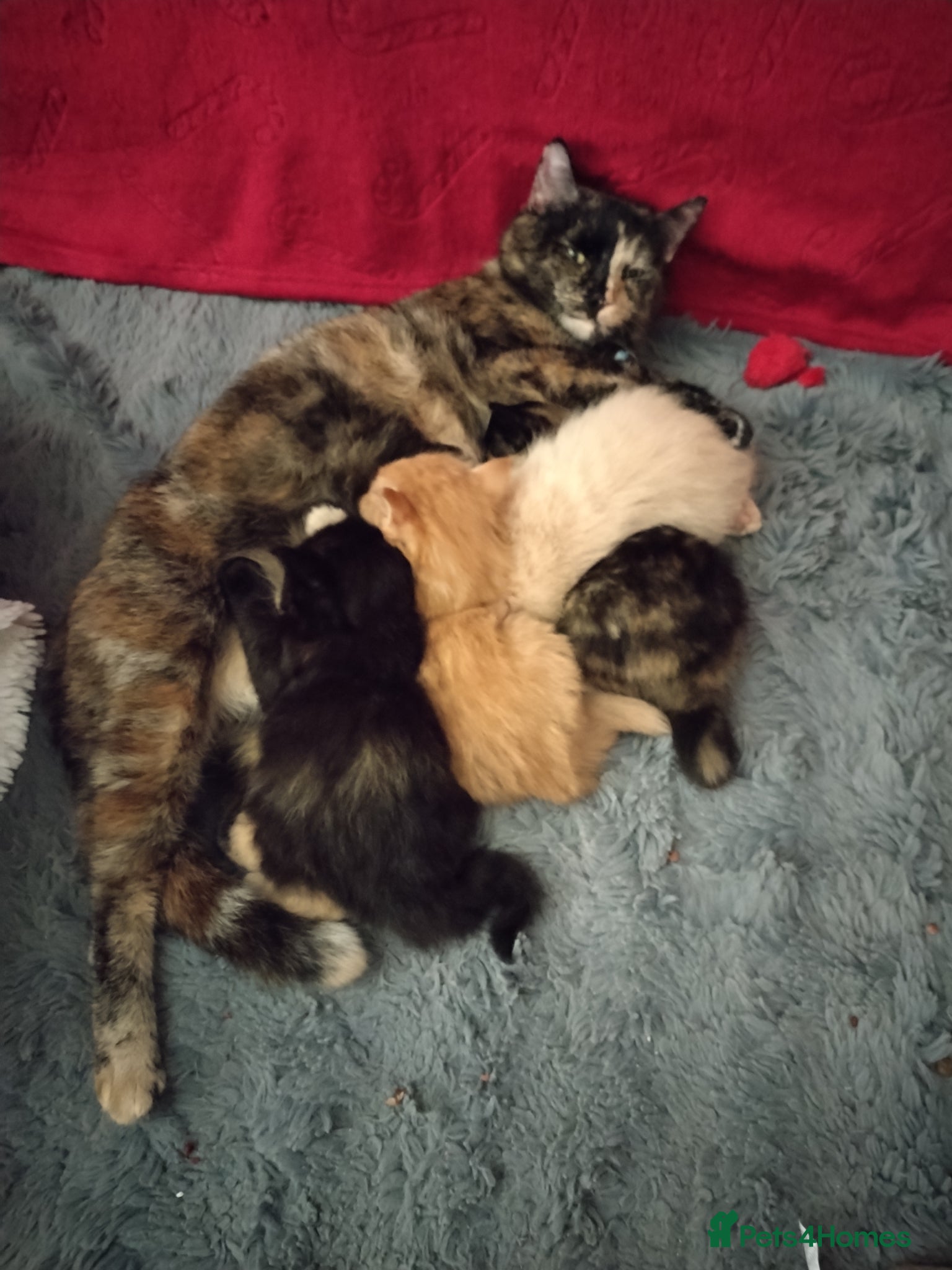 Mixed Breed cats Two gorgeous tortie girls - Advert 2