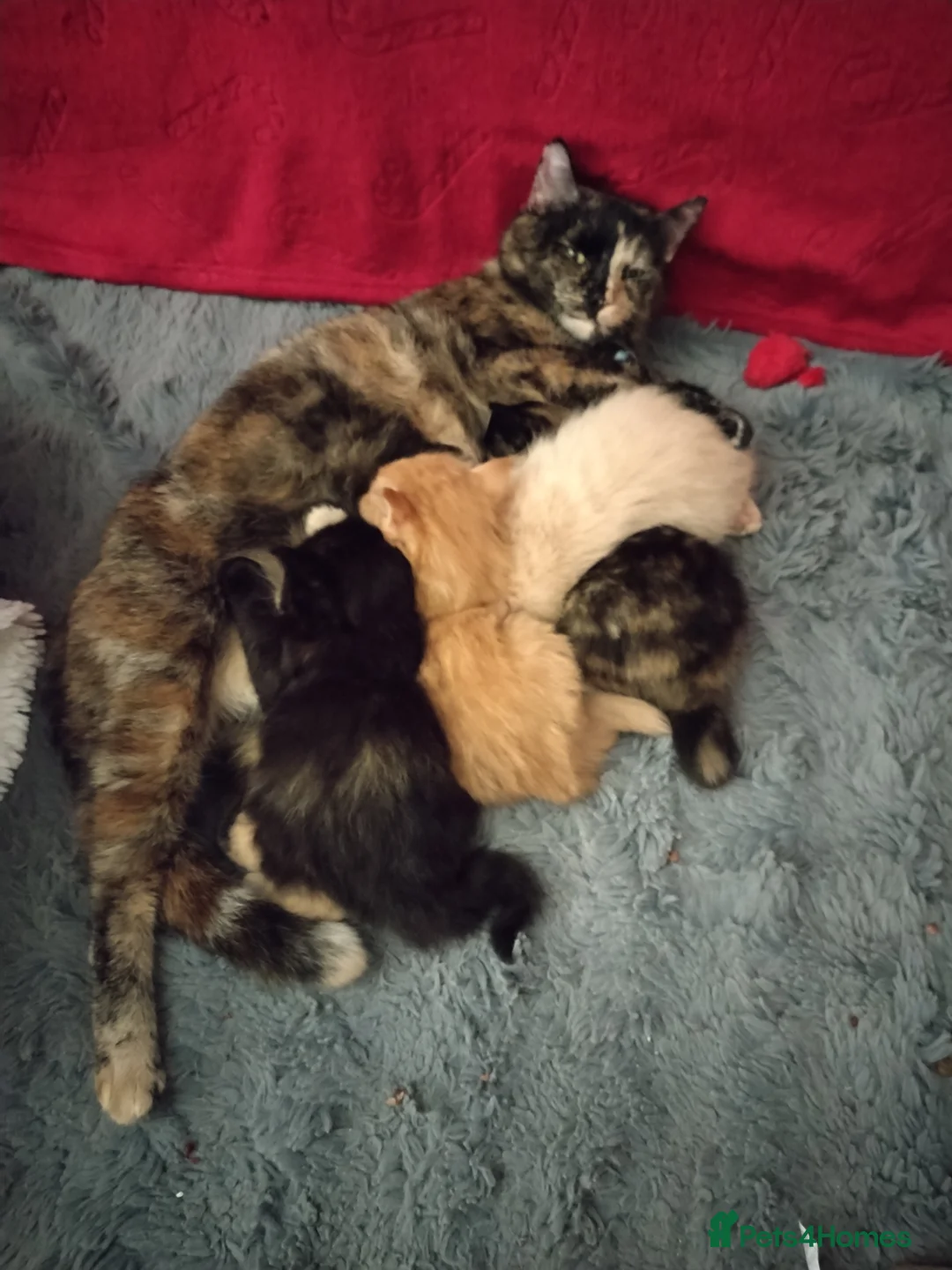 Mixed Breed cats for sale: Two gorgeous tortie girls - Advert 1