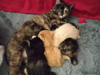 Mixed Breed cats Two gorgeous tortie girls - Advert 6