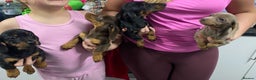 Miniature Dachshund dogs for sale: Miniature dachshund puppies  - Advert 11