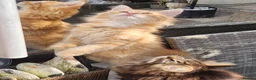 Maine Coon cats for sale: Maine Coons Ready Now!! 4 male 1 female  - Advert 19