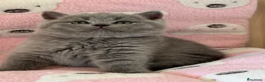 British Shorthair 1