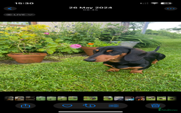 Miniature Dachshund dogs for stud: Black and Tan Dachshund for Stud  - Image 2