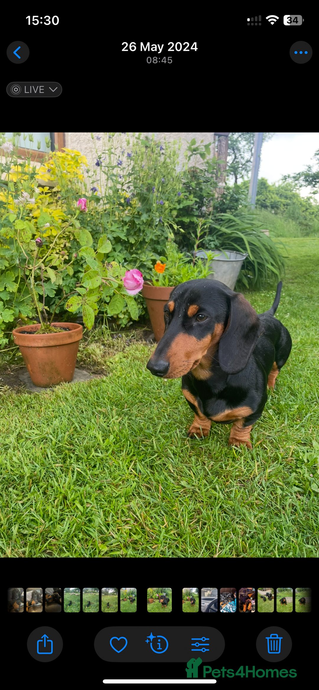 Miniature Dachshund dogs for stud: Black and Tan Dachshund for Stud  - Image 2