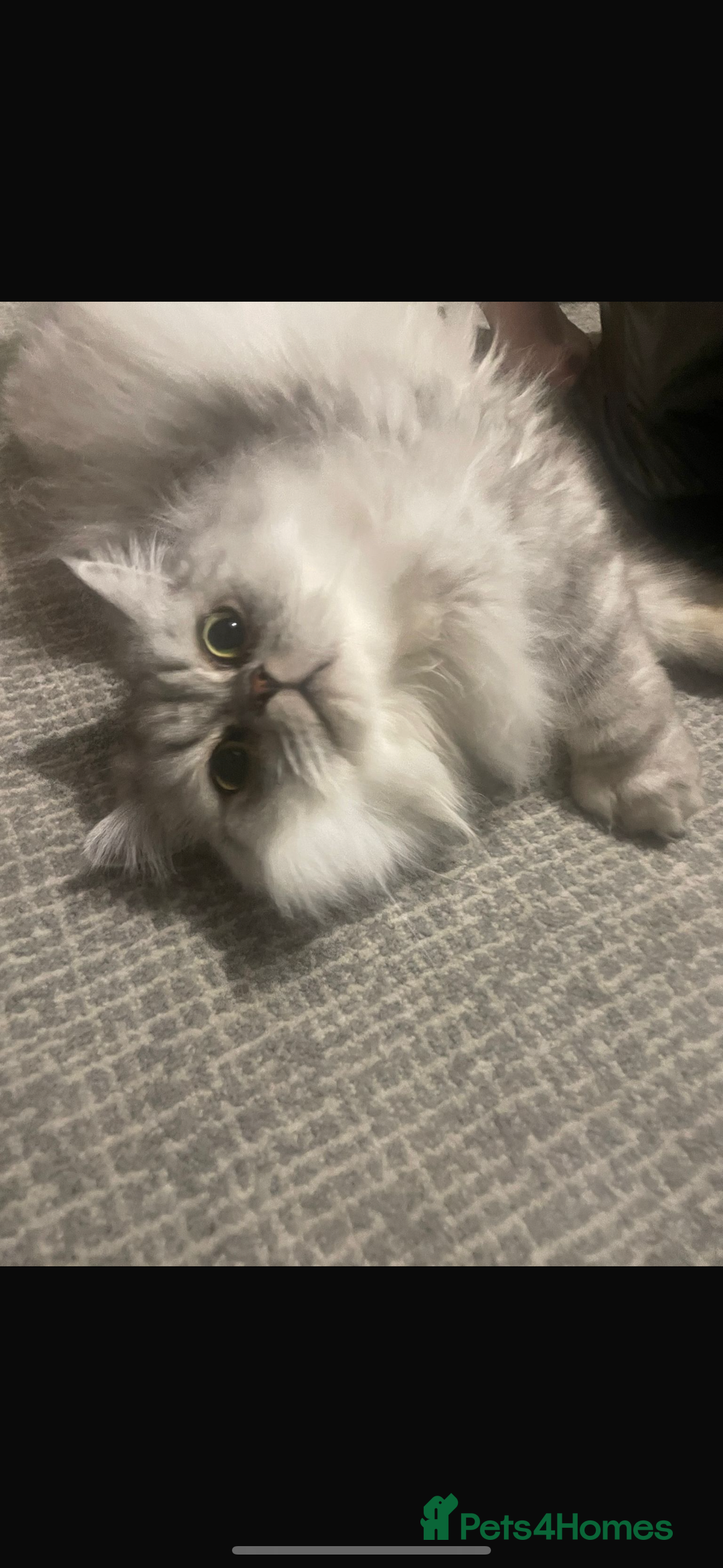 Persian cats for sale: Male Cat - Image 2