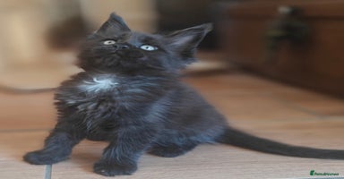 Maine Coon cats - Advert 7