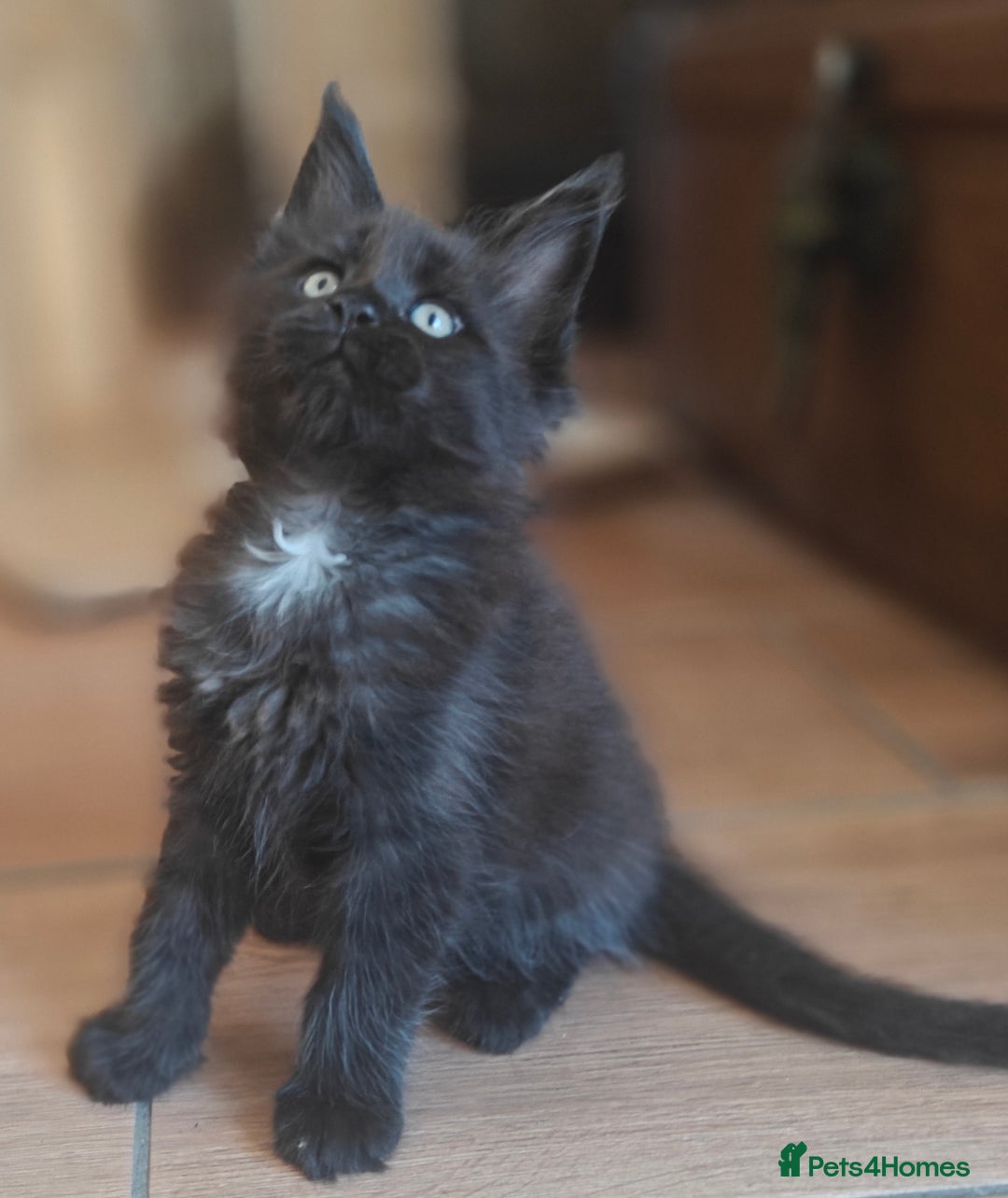 Maine Coon cats for sale: Adorable GCCF Black smoke Maine Coons kittens  - Image 3