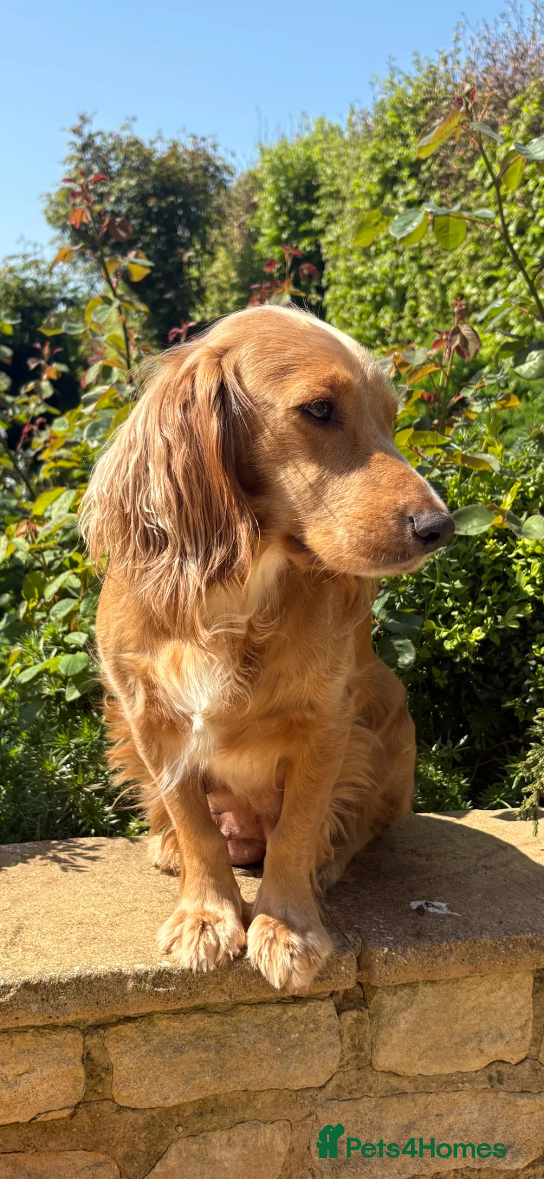 Cocker Spaniel dogs for sale: KC Registered Working Cocker Pups - Advert 1