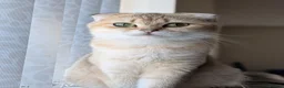 Mixed Breed cats for sale: Ragdoll x Scottish Fold kittens - Advert 3