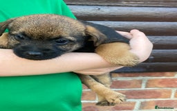 Border Terrier dogs for sale: Pure border terrier puppies  - Advert 12