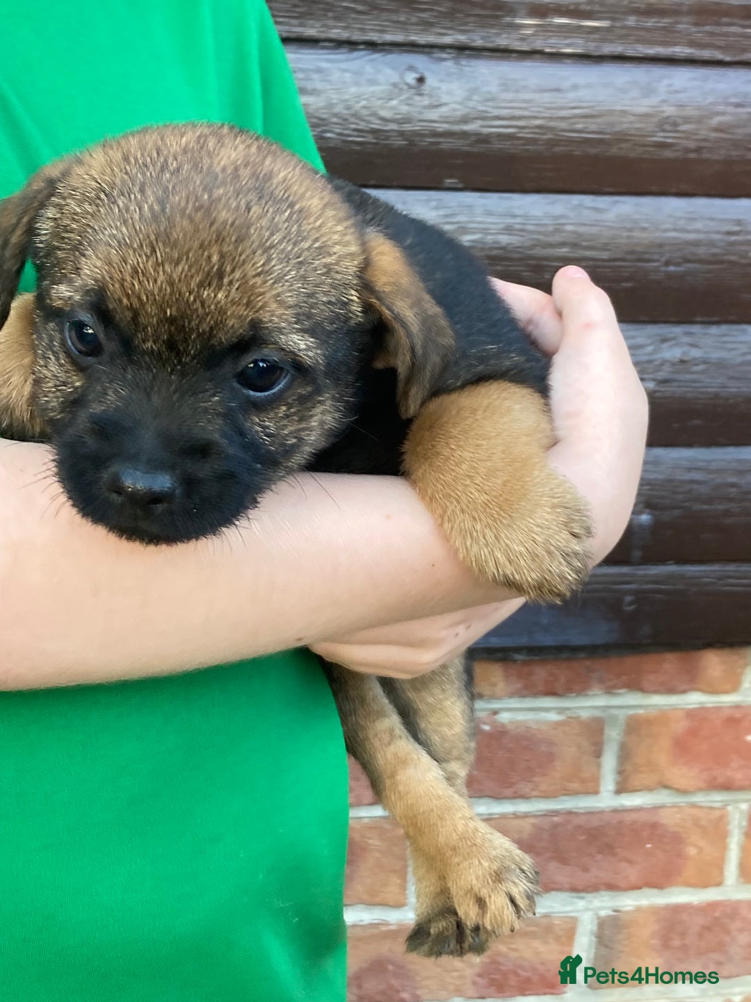 Border Terrier dogs for sale: Pure border terrier puppies  - Advert 12