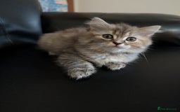 Mixed Breed cats for sale: Fluffy British Shorthair Mix Female Kitten  - Image 1