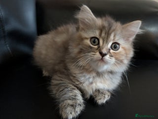 Mixed Breed cats for sale - Advert 3