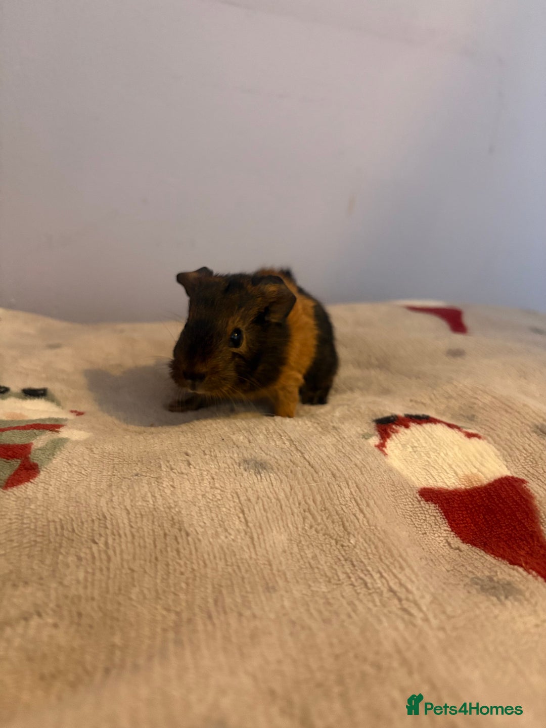 Guinea Pig rodents for sale: 2 male Guinea pigs - Advert 3