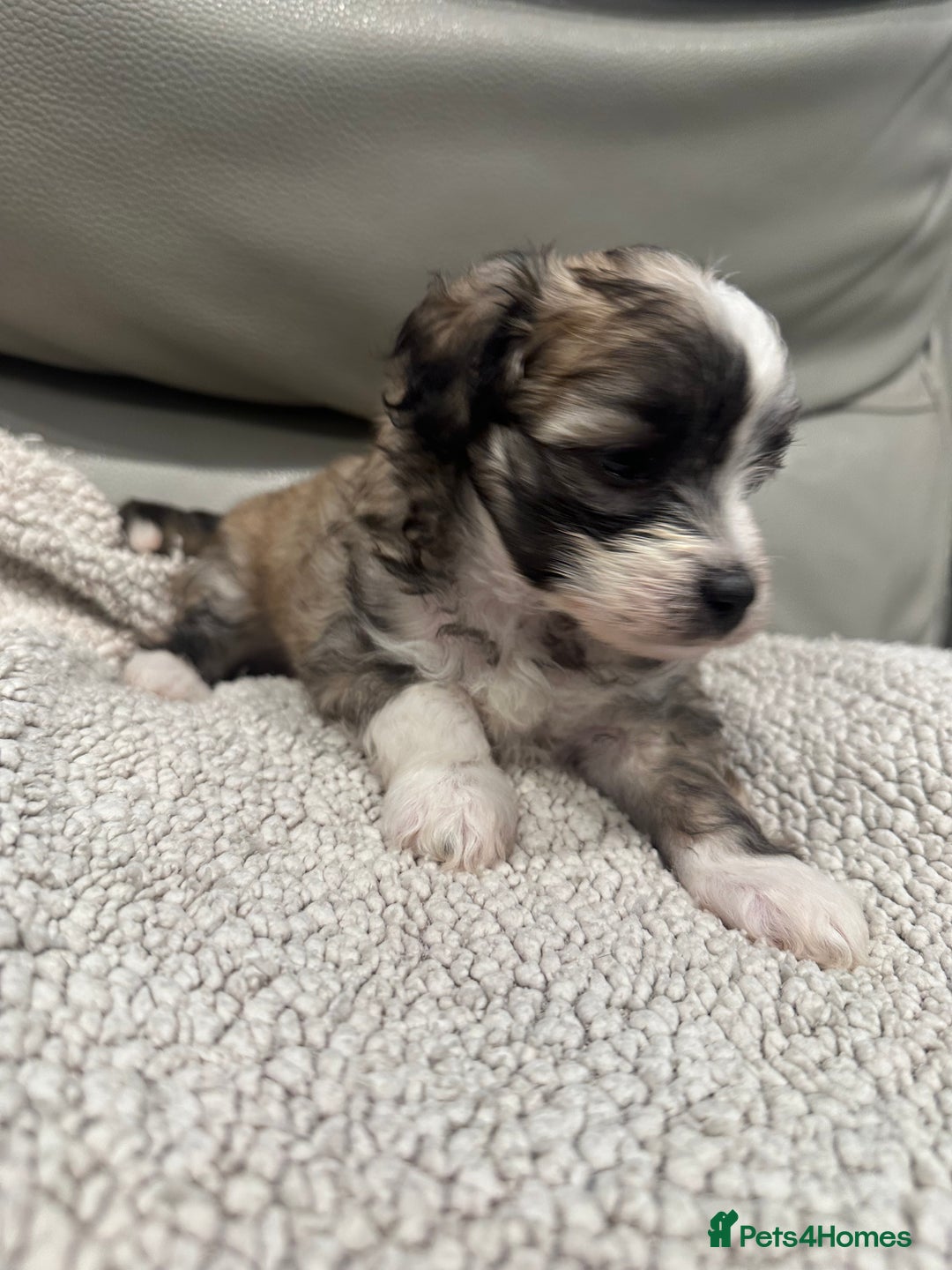 Maltipoo dogs for sale: Very small Maltipoo  - Image 6