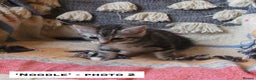 Mixed Breed cats for sale: Maine Coon Cross Kittens – Home Raised, Ready Jan - Advert 9
