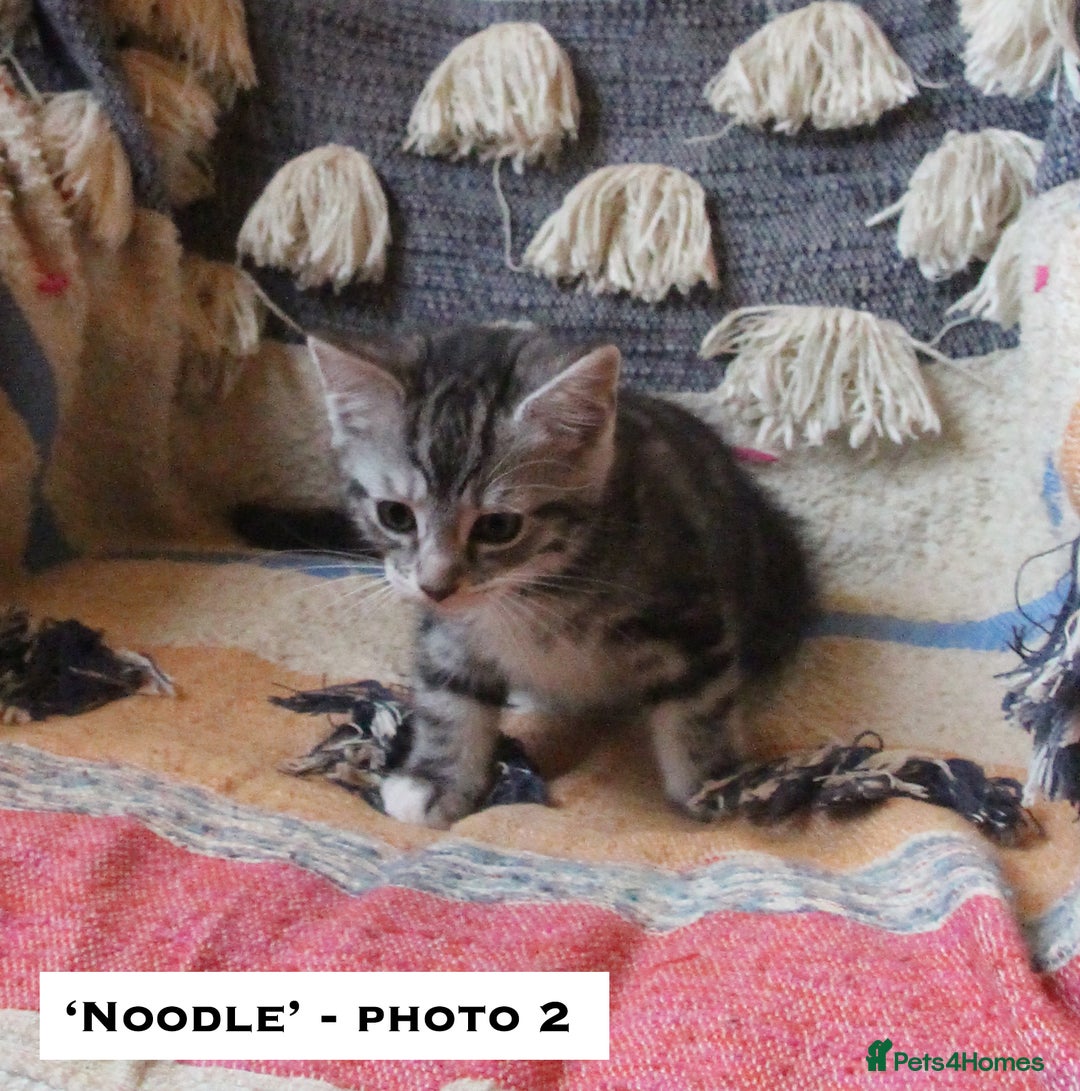 Mixed Breed cats for sale: Maine Coon Cross Kittens – Home Raised, Ready Jan - Advert 9