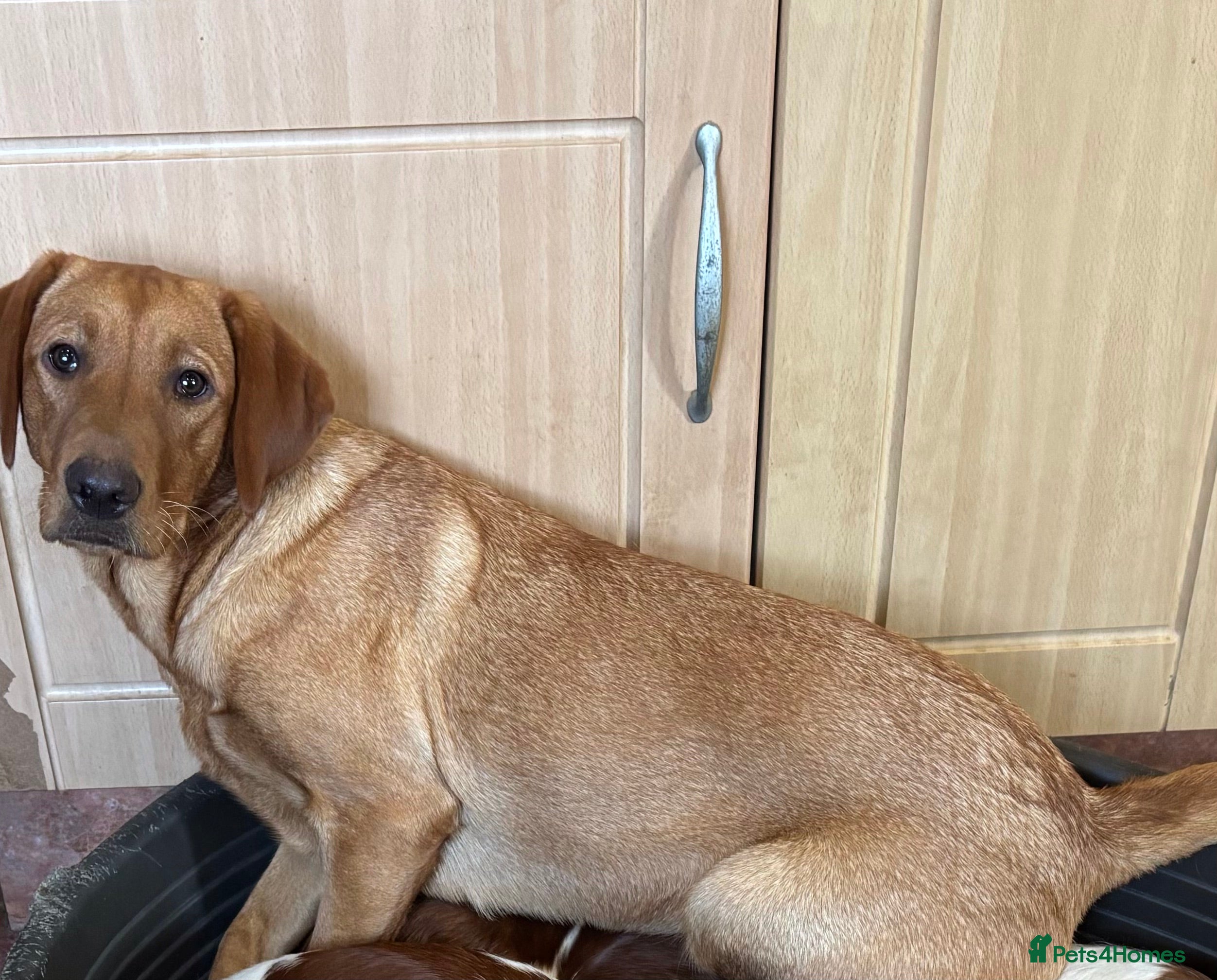 Labrador Retriever dogs Fully Health Tested Parents - Advert 2