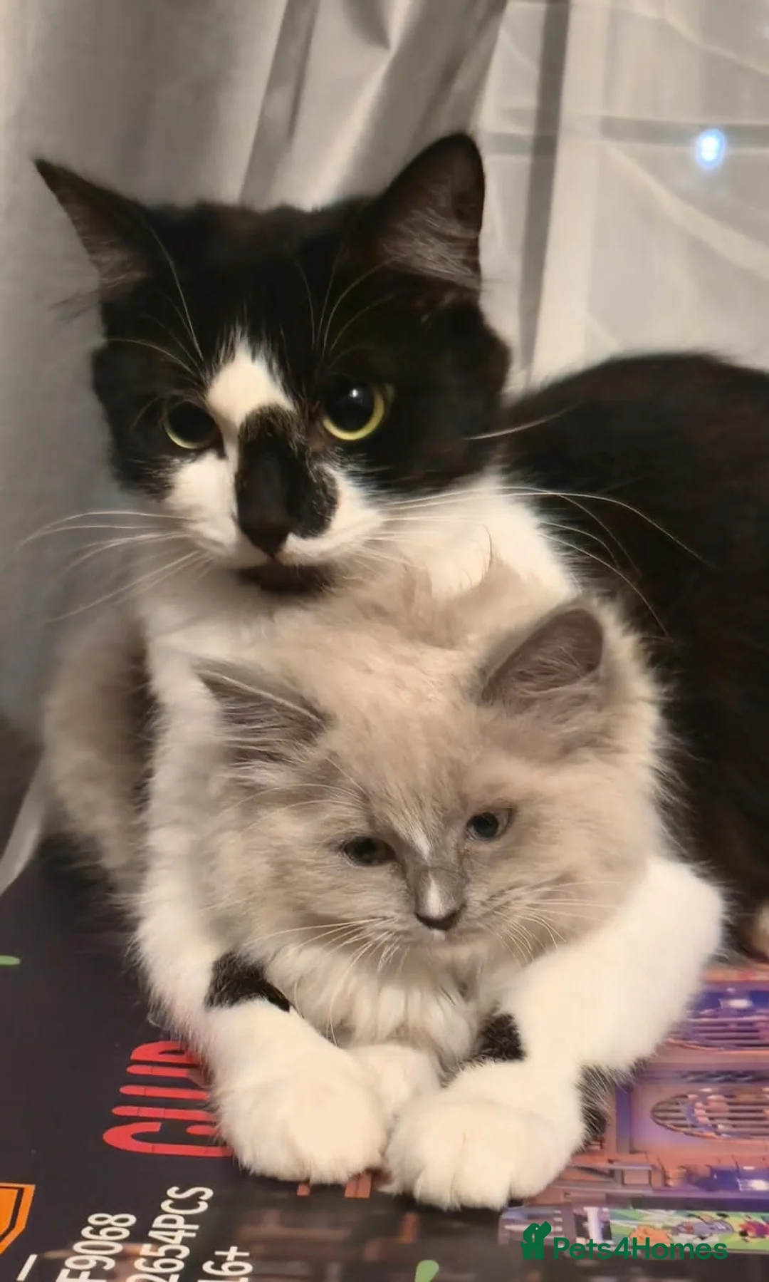 Ragdoll cats for sale: Beautiful mink ragdoll - Advert 2