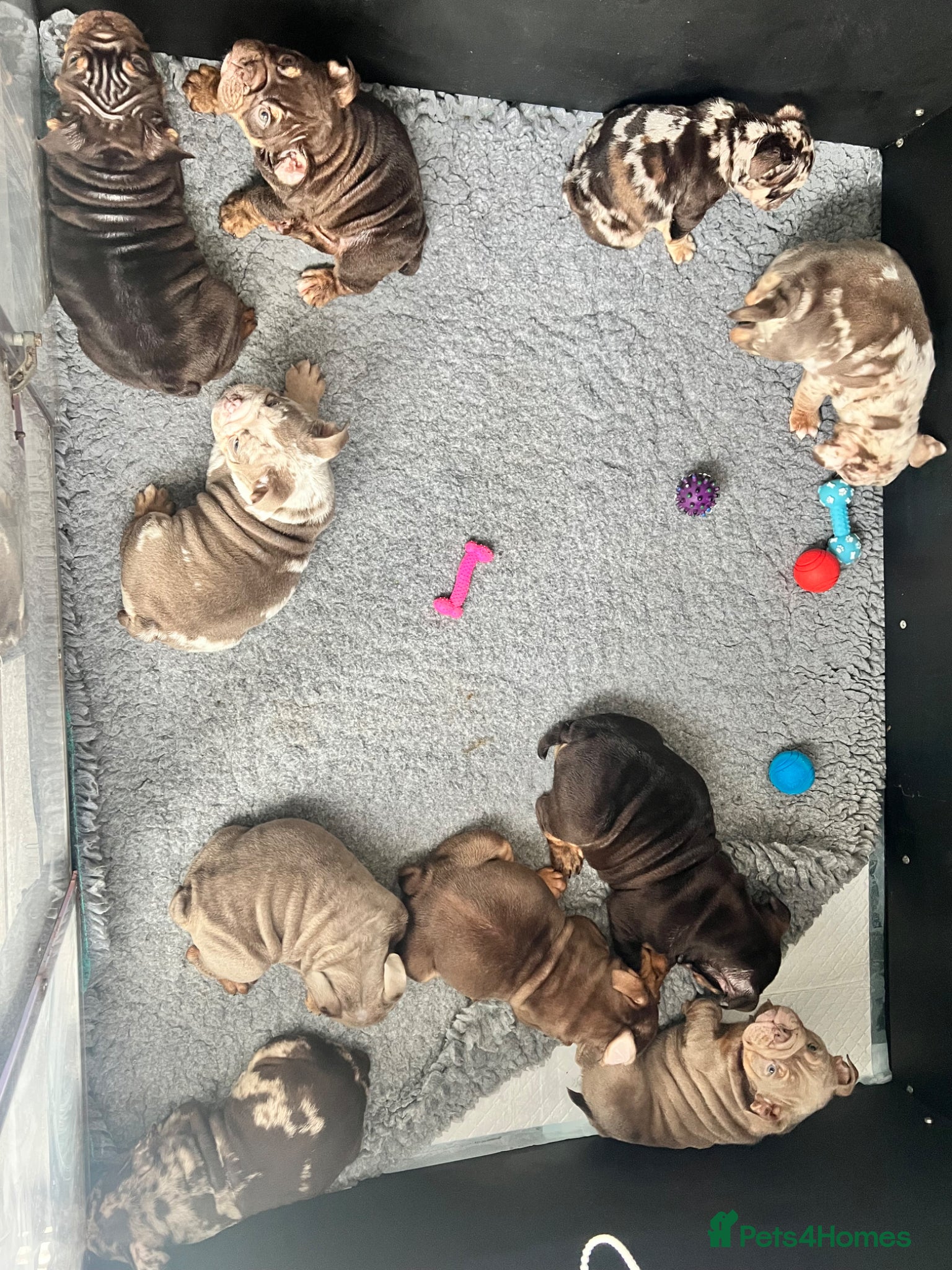 English Bulldog dogs for sale:  English Bulldogs DWKC 🧬🏆 Final reduction! - Advert 10