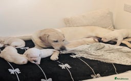Labrador Retriever dogs for sale: Adorable Golden Labrador Puppies – 2M/2F left - Image 8