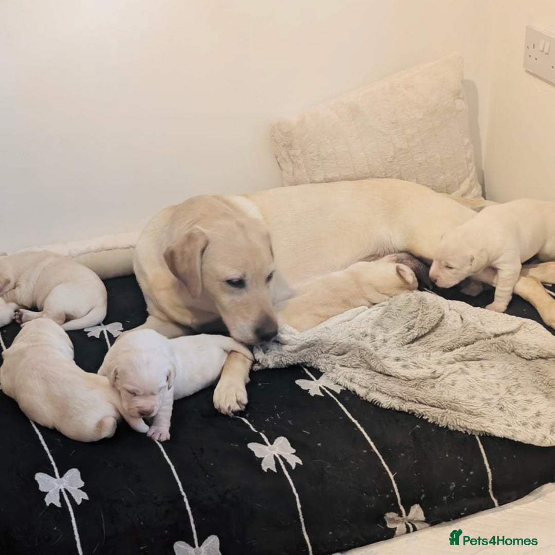 Labrador Retriever dogs for sale: Adorable Golden Labrador Puppies – 2M/2F left - Image 8