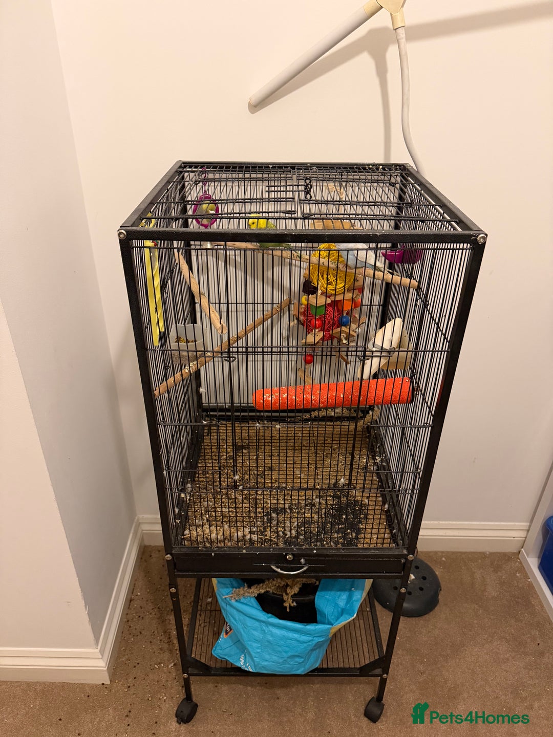 Budgerigars birds for sale: Blue and echo - Image 3