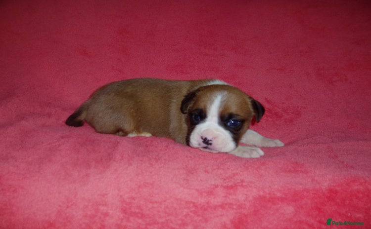 Boxer dogs - Advert 2