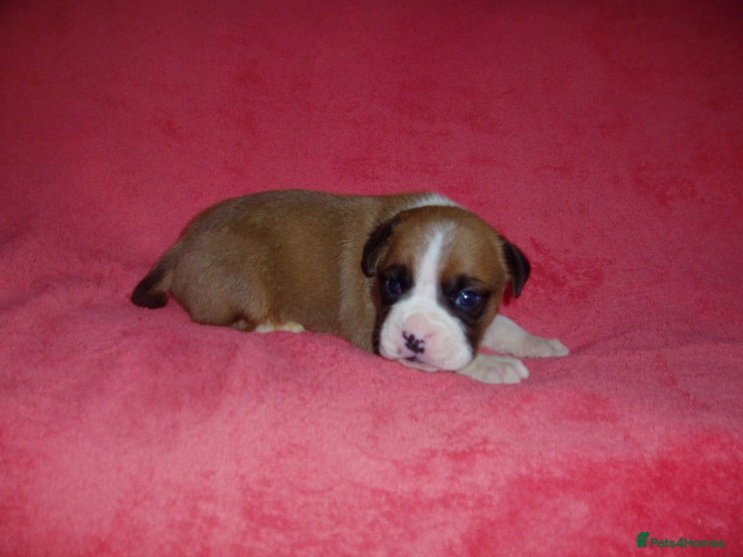 Boxer dogs for sale: Health Tested COI 1.5% KC Registered - Image 26