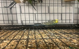 Budgerigars birds for sale: Colourful budgies - Image 10