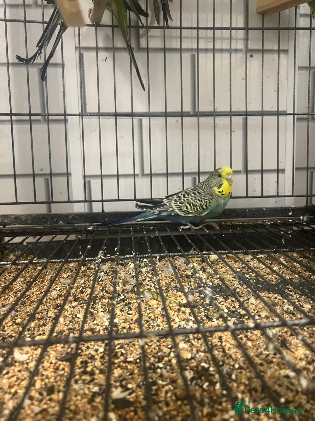 Budgerigars birds for sale: Colourful budgies - Image 10