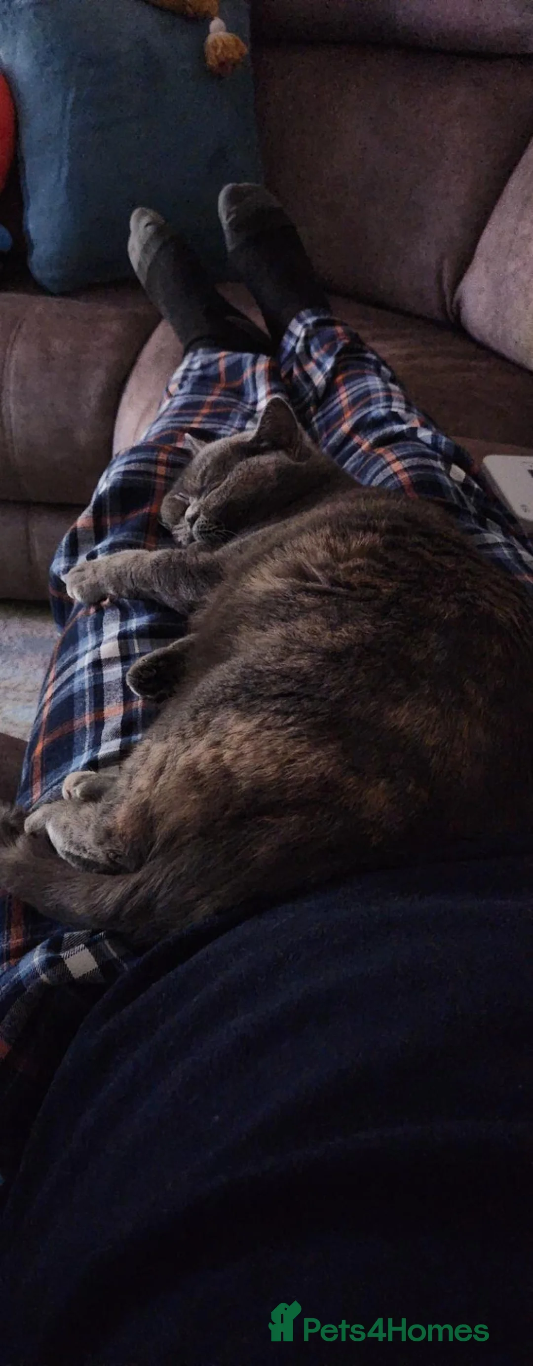 British Shorthair cats for sale: British short hair  - Advert 1