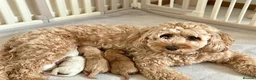 Australian Labradoodle dogs for sale: 💎 Australian Labradoodle Puppies - Advert 3