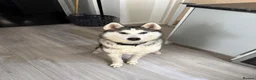 Siberian Husky dogs for sale: Beautiful Siberian puppies for Sale. Xx in Ware - Advert 10