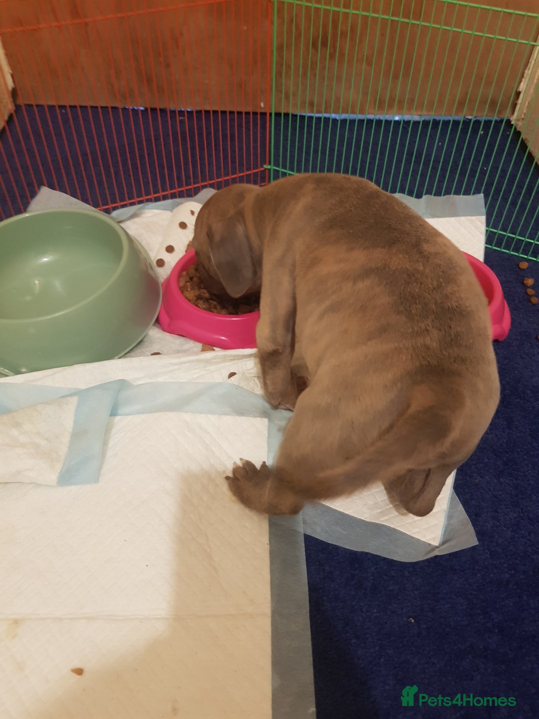 Staffordshire Bull Terrier dogs for sale: Bryan - Image 3