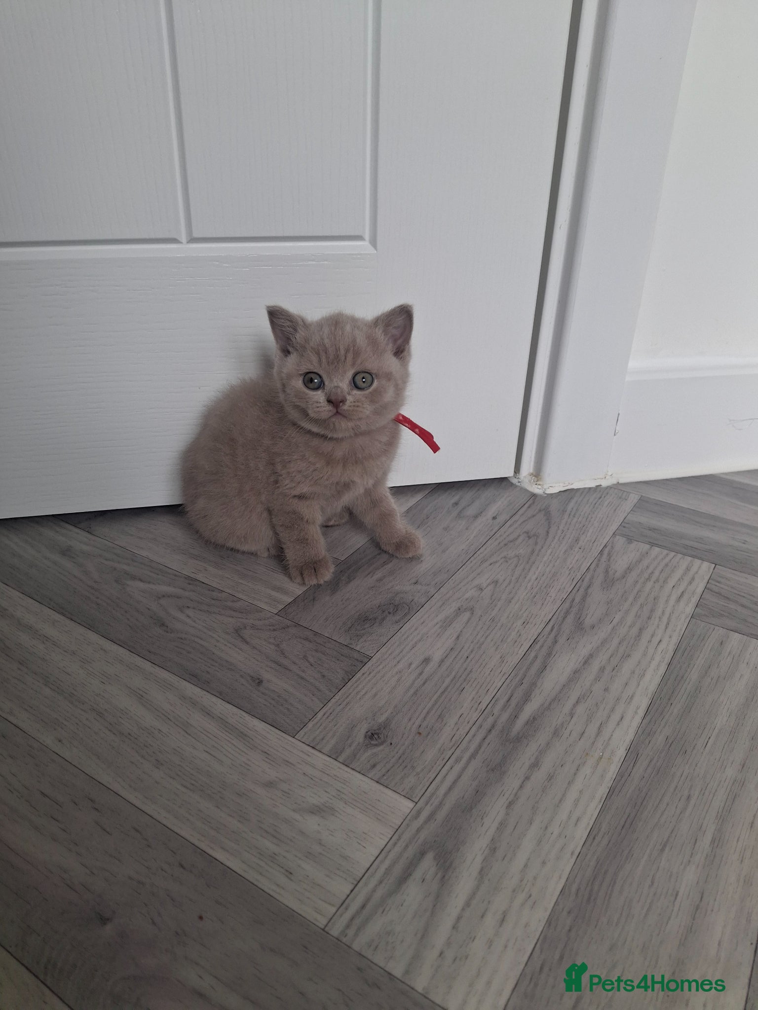 British Shorthair cats Gorgeous BSH lilac available - Advert 2