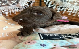 Goldendoodle dogs for sale: Exceptional and rare litter of FLOODLE puppies! in Rochford - Image 33