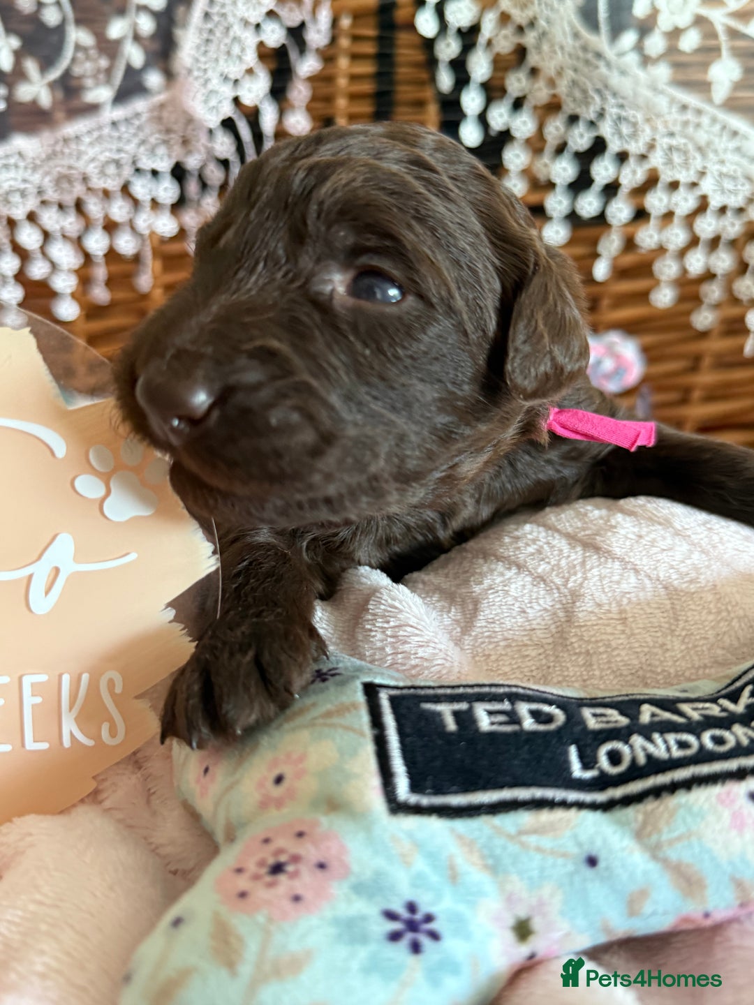Goldendoodle dogs for sale: Exceptional and rare litter of FLOODLE puppies! in Rochford - Image 33