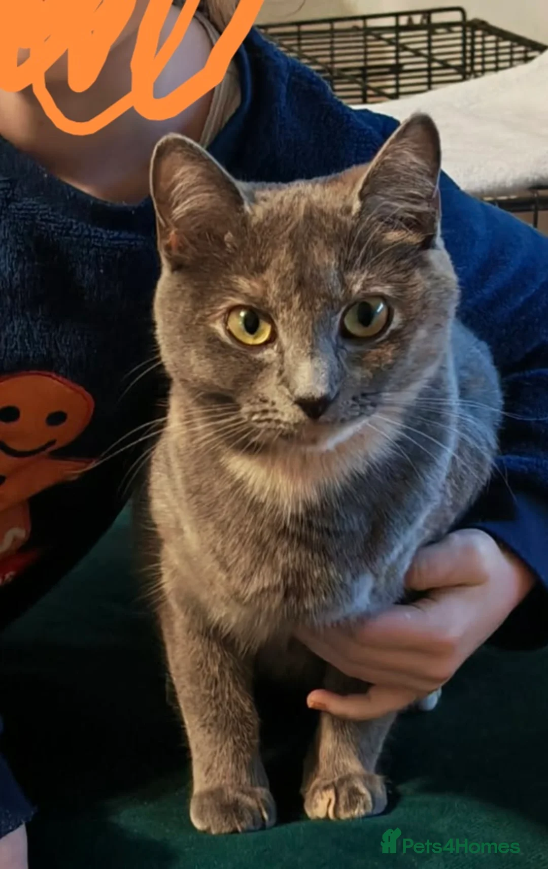 Mixed Breed cats for sale: 2 beautiful British Shorthair female  - Advert 14