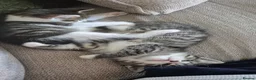 Mixed Breed cats for sale: Mum Bengal Mix - Advert 4