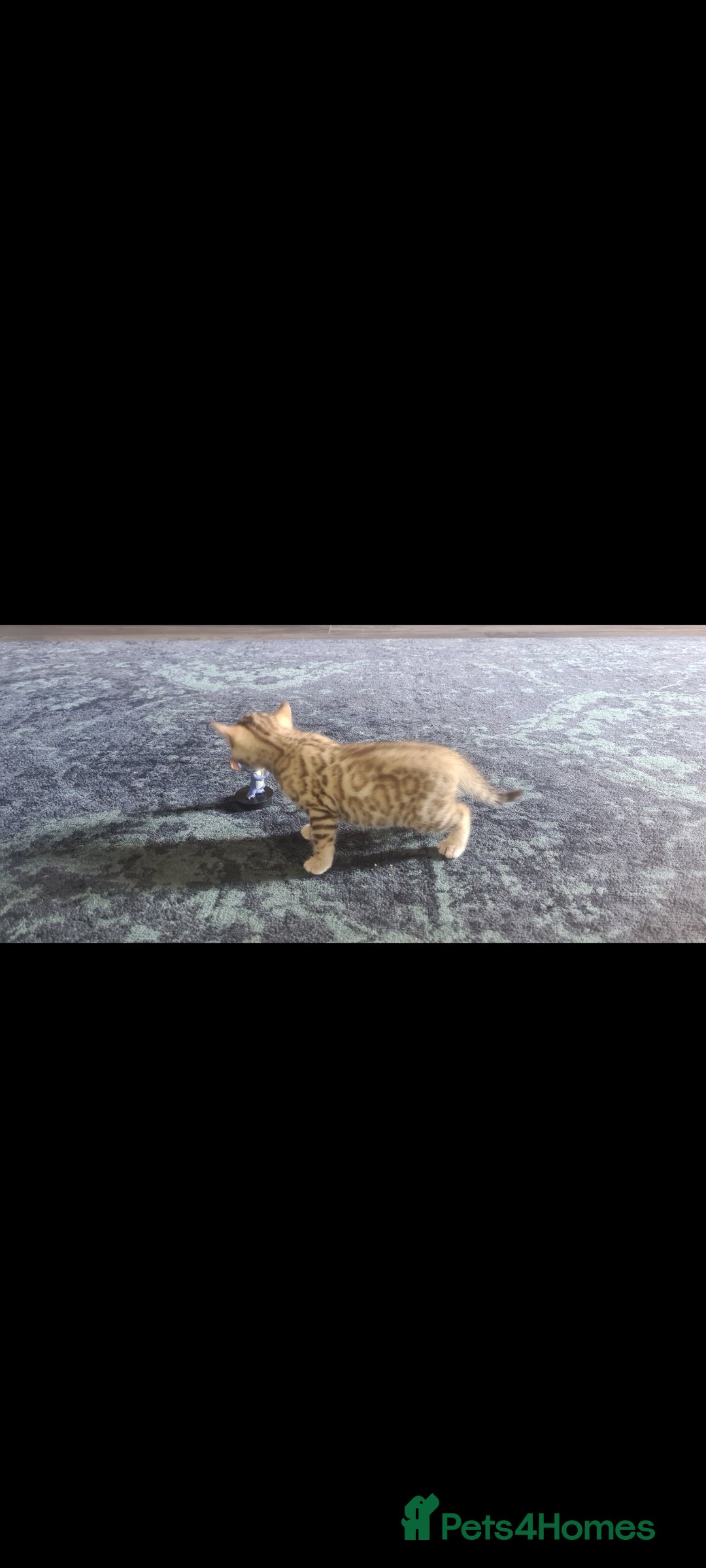 Bengal cats for sale: Bengal  - Image 9