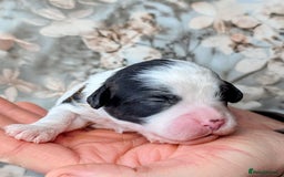 Cavapoo dogs for sale: ❤️F1 CAVAPOO BABIES❤️ HEALTH TESTED PARENTS!🐩 - Advert 15