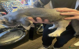 French Bulldog dogs for sale: Puppy French bulldogs - Image 1